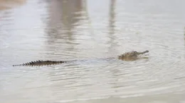 Krokodile k&ouml;nnen sich sehr gut verstecken. Da ihre Nase und Augen h&ouml;her als der Rest des K&ouml;rpers sind, k&ouml;nnen sie unbegrenzt lange im Wasser bleiben.