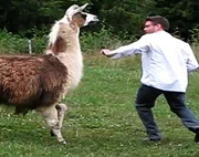 Aggressive Llama.