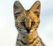 Ein junger Serval. Die vergleichsweise riesigen Ohren sind die typischen Erkennungszeichen von Servalen. Sie wirken wie Parabolspiegel und helfen, Beutetiere präzise über deren Geräusche zu orten. Ein junger Serval. Die vergleichsweise riesigen Ohren sind die typischen Erkennungszeichen von Servalen. Sie wirken wie Parabolspiegel und helfen, Beutetiere präzise über deren Geräusche zu orten.