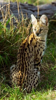 Aufmerksamer Serval. Auf den ersten Blick wirken die schlanken, hochbeinigen Katzen wie ein kleiner Gepard. Aufmerksamer Serval. Auf den ersten Blick wirken die schlanken, hochbeinigen Katzen wie ein kleiner Gepard.