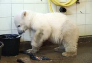 Superstar Knut aus dem Zoo Berlin