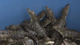 Orinoco-Krokodile gab es schon zu Zeiten der Dinosaurier. Der Mensch hat es geschafft, ihre Zahl in den letzten Jahrzehnten zu minimieren.