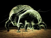 Scabies mite.