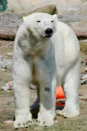Valeska am ersten Tag im Aussengehege im Zoo am Meer, Bremerhaven.