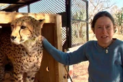 Die Gepardin Nikita kommt nach einer Behandlung im Spital wieder ins Freie. Die Gepardin Nikita kommt nach einer Behandlung im Spital wieder ins Freie.