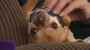 Flozell wearing a bark collar while laying upside down on the couch.