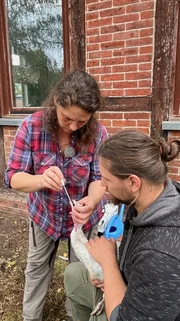 Christine Bremer nimmt mit Helfer Justin Gie&szlig;ler einen Rachenabstrich bei einer Pute f&uuml;r eine Gesundheitskontrolle.
