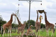 Giraffenfamilie mit Nachwuchs.