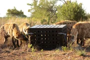 Group of hyenas around puzzle box