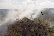 Die australische Flora und Fauna hat sich an die allj&auml;hrlichen Buschfeuer angepasst: Gewisse V&ouml;gel profitieren von den Br&auml;nden, da sie dank ihnen Beute einfacher aufst&ouml;bern.