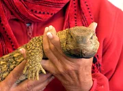 Diese aus dem Winterschlaf erwachte gro&szlig;e Echse wird aus dem Gepardenk&auml;fig gerettet.