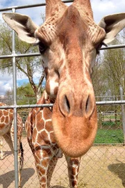Die Giraffen bekommen ein gr&ouml;&szlig;eres Gehege.