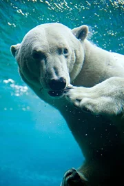 Lloyd muss sich heute von Eisb&auml;rin Victoria verabschieden.