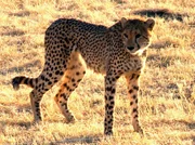 Die Geparde bekommen einen Apparat zum Trainieren ihrer Jagdinstinkte.