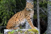 Im Gebirge des Jura fühlt sich der Luchs heimisch. Im Gebirge des Jura fühlt sich der Luchs heimisch.