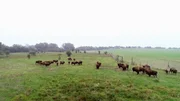Nervenkitzel auf R&uuml;gen. Der Tierarzt Marco Nieburg muss Bisons verarzten.