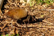 Die Waldhenne ist das Wappentier der Insel Lord Howe Island. Die Waldhenne ist das Wappentier der Insel Lord Howe Island.