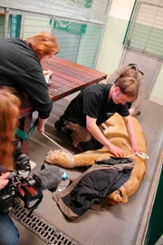 Tierpflegerin Tanja Rosenberg p&auml;ppelt die geschw&auml;chten Tiere auf.