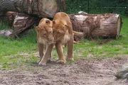 Die L&ouml;wen sind endlich zur&uuml;ck im Aussengehege.