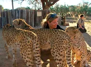 ARD/SWR DAS WAISENHAUS F&Uuml;R WILDE TIERE FOLGE 30, "Abenteuer Afrika", Diese aus dem Winterschlaf erwachte gro&szlig;e Echse wird aus dem Gepardenk&auml;fig gerettet. Andrea ist hypnotisiert vom Schnurren der Geparde.