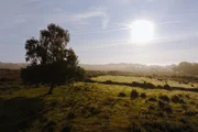 Fr&uuml;h morgens wirkt der New Forest besonders archaisch.