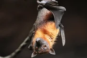 A bat A bat