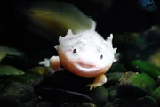 Axolotl Axolotl
