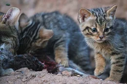 Noch werden die jungen Wildkatzen von ihrer Mutter versorgt. Im Alter von vier Monaten werden sie sich jedoch ein eigenes Revier suchen m&uuml;ssen.