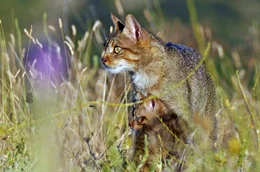 Im S&uuml;den der Iberischen Halbinsel verschwinden Wildkatzen aus unbekannten Gr&uuml;nden in den letzten Jahren immer mehr.