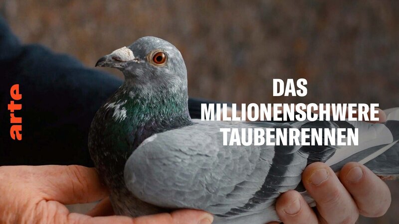 Das millionenschwere Taubenrennen (IRL, 2022)