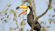 Ein Tukan auf Nahrungssuche im Waldgebiet der Estancia Playada – einer der farbenprächtigsten Bewohner des Chaco. Ein Tukan auf Nahrungssuche im Waldgebiet der Estancia Playada – einer der farbenprächtigsten Bewohner des Chaco.