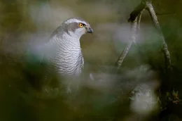 Auch wenn der Wald f&uuml;r den Habicht ein schwieriges Jagdgebiet ist, hat er von seinem Beobachtungsposten das Treiben in seinem Revier im Blick.