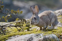 Seit Tausenden von Jahren graben Wildkaninchen auf der Iberischen Halbinsel ihre H&ouml;hlen.