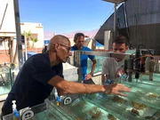 Forscher kontrollieren Becken mit Korallen an der Testanlange „Red Sea Simulator“ am Roten Meer in Eilat in Israel. Dort werden Korallen unter anderem hohen Wassertemperaturen ausgesetzt, um festzustellen, wie sie darauf reagieren. Forscher kontrollieren Becken mit Korallen an der Testanlange „Red Sea Simulator“ am Roten Meer in Eilat in Israel. Dort werden Korallen unter anderem hohen Wassertemperaturen ausgesetzt, um festzustellen, wie sie darauf reagieren.