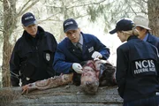 W&auml;hrend den Ermittlungen in einem neuen Mordfall, l&uuml;ften Gibbs (Mark Harmon, l.), Jimmy (Brian Dietzen, 2.v.l.) und Bishop (Emily Wickersham, 2.v.r.) ein Geheimnis von Ducky (David McCallum, r.) ...