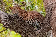 Der stark gef&auml;hrdete Sri-Lanka-Leopard ist gr&ouml;&szlig;er als seine Verwandten auf den Festland.