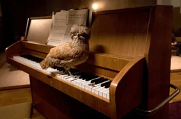 Huhn Miku auf dem Klavier der Freikirche Lemheim.