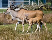 Nachwuchs bei den Elenantilopen.