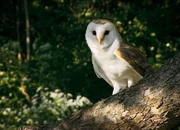 Schleiereule auf Beobachtungsposten