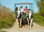 Mit der Kutsch unterwegs im Marais du Vigueirat