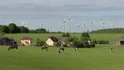Seitdem der Mensch in der Eifel Regie führt, besetzen Kühe die tierische Hauptrolle. Seitdem der Mensch in der Eifel Regie führt, besetzen Kühe die tierische Hauptrolle.
