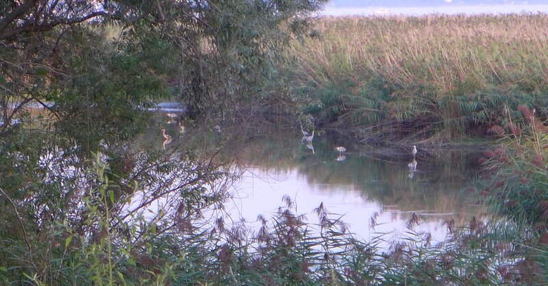 Wildnis am Lago Maggiore (D, 2018)