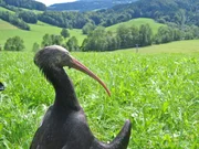 Waldrapp beim Sonnenbad.