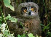 Junger Uhu