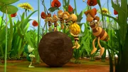 Die kleinen Bienchen treffen zum ersten Mal einen Mistkäfer. Die kleinen Bienchen treffen zum ersten Mal einen Mistkäfer.
