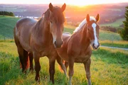 Two horses at sunset in Bavaria, Germany