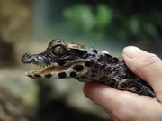 "Panda, Gorilla & Co." erz&auml;hlt in 40 neuen Folgen unterhaltsame "Beziehungsgeschichten" von Tierpflegern und ihren Sch&uuml;tzlingen aus dem Zoo Berlin und dem Tierpark Berlin. Jedermanns Liebling ist Igi - ein junges Stumpfkrokodil auf der Schlangenfarm.