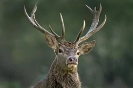 Der Hirsch - K&ouml;nig des Waldes  +++ Die Verwendung des sendungsbezogenen Materials ist nur mit dem Hinweis und Verlinkung auf RTL+ gestattet. +++