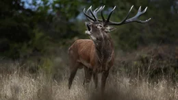 Der Hirsch - K&ouml;nig des Waldes  +++ Die Verwendung des sendungsbezogenen Materials ist nur mit dem Hinweis und Verlinkung auf RTL+ gestattet. +++