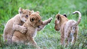 Marsh Pride cubs playing